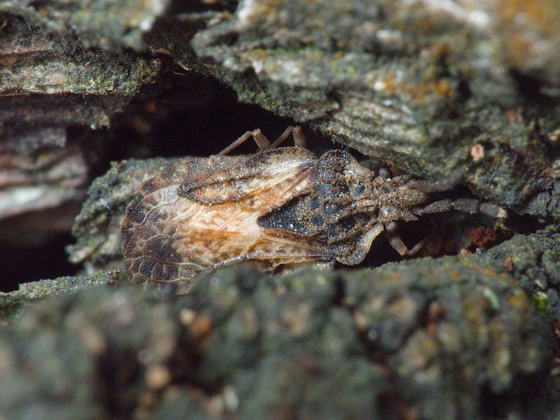 Aradus depressus (Fabricius, 1794)